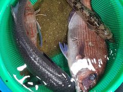 주문진25형방3화2A 16번째 이미지