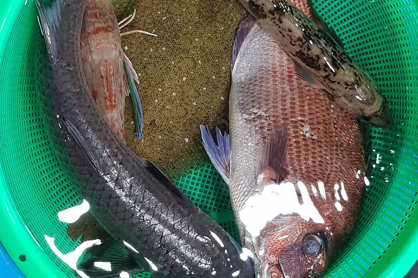 주문진25형방3화2A 16번째 이미지