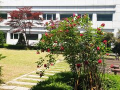 Pangyo Business Trip / Terrace Garden Room 12th image