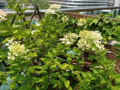 🏡Pangyo Terrace Garden Room 1th image