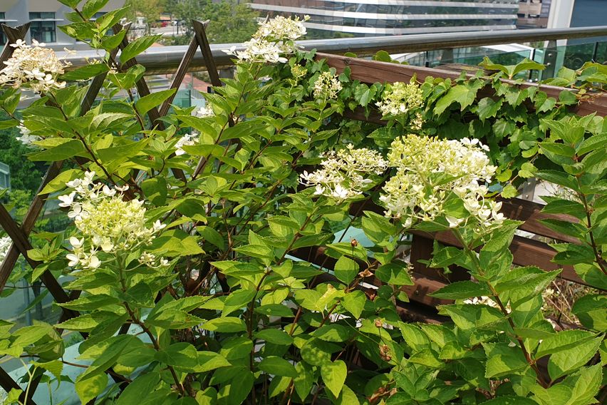 🏡판교 테라스 가든룸