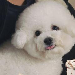 HO스테이 Landlord's Profile Image