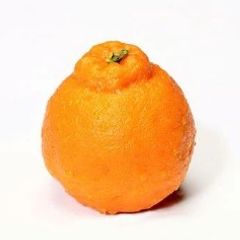 제주한라봉 임대인의 프로필 이미지