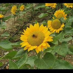 송세미 임대인의 프로필 이미지