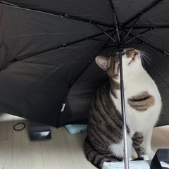 시루 임대인의 프로필 이미지