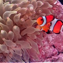 니모 임대인의 프로필 이미지