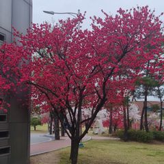 벨루볼루칼리아나차크라바르띠 임대인의 프로필 이미지