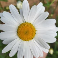 데이지 임대인의 프로필 이미지