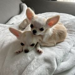 Joey 임대인의 프로필 이미지