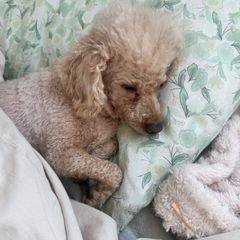 강승은 임대인의 프로필 이미지
