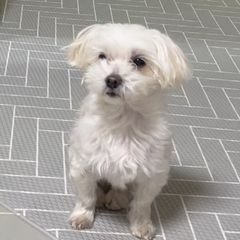 짜짜로니 임대인의 프로필 이미지