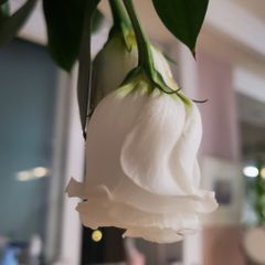 하나 임대인의 프로필 이미지