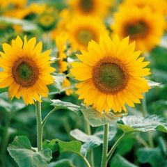 해바라기 임대인의 프로필 이미지