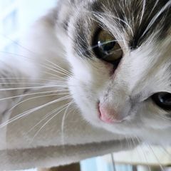 Roy Landlord's Profile Image
