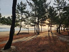 Accommodation next to Songjeong Beach Pine Fo 17th image
