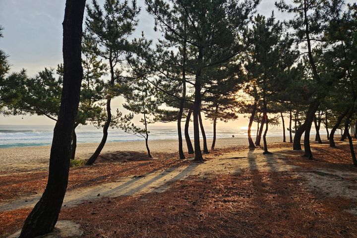 Accommodation next to Songjeong Beach Pine Fo 17th image