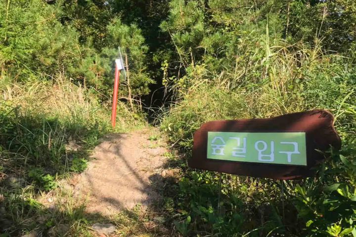 한라산 맑은 숲속 힐링 1번째 이미지