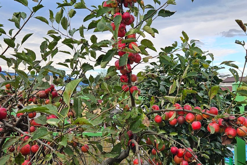 강릉민서네A가성비최고