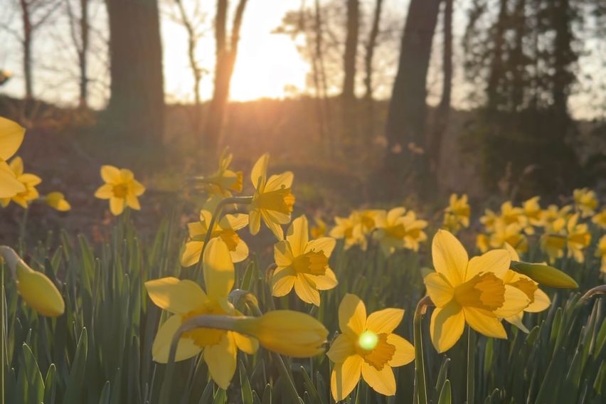 안면도조용한소나무숲1호 15번째 이미지