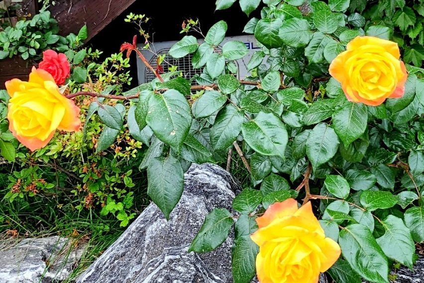 깅화도. 오션뷰 펜션 