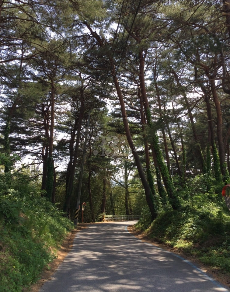 Unit 101, Gangneung Pine Forest Path 3th image