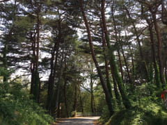 Unit 101, Gangneung Pine Forest Path 3th image