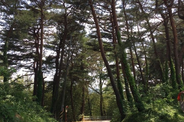강릉소나무숲길101호 5번째 이미지