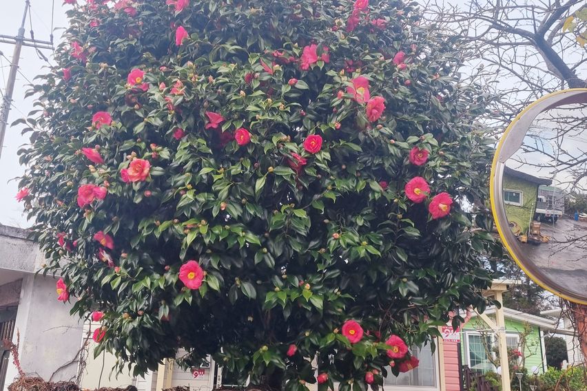 아담한 2룸형 독채-A