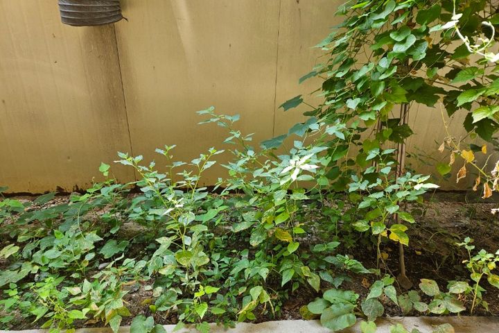 It's a bright and sunny south-facing room. 7th image