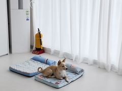달과7펜스 애견동반가능 11번째 이미지