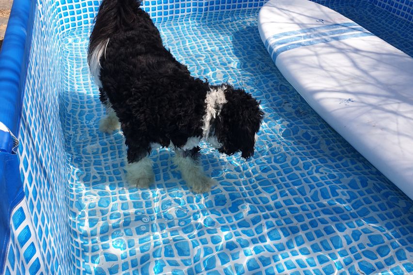 평창감성숙소애견동반객실 15번째 이미지