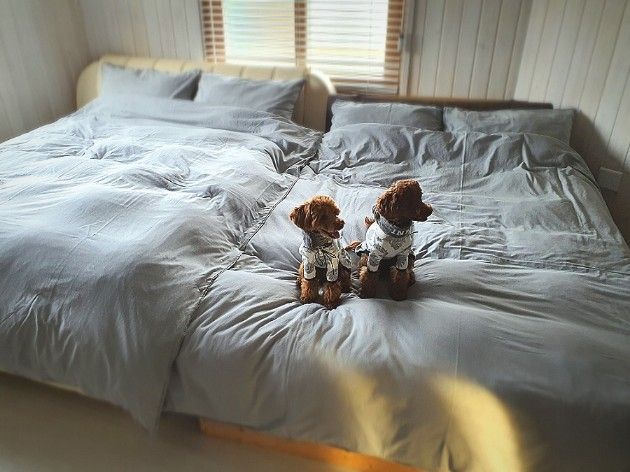 Shinhwa World pet-friendly accommodation 7th image