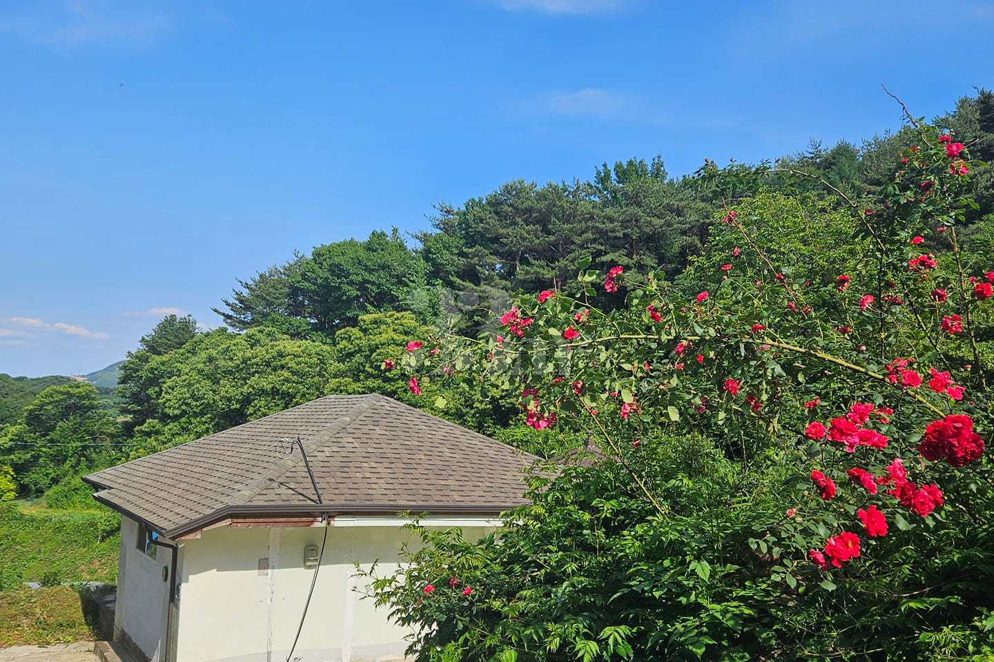 (Cheongyang, Boryeong) Forest Countryside Vac 0th image