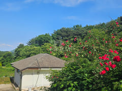 (Cheongyang, Boryeong) Forest Countryside Vac 0th image