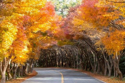 청산도 락 한옥 난초