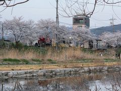 에버랜드 근처 경안천옆 17번째 이미지