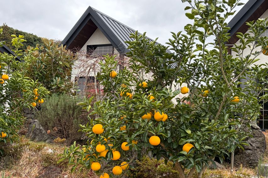 곶자왈숲을 품은 독채A 12번째 이미지