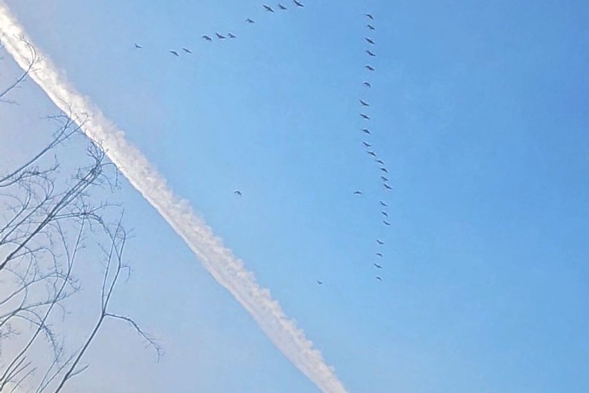 예산 예당호 출렁다리 9번째 이미지