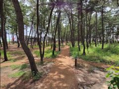 Sokcho Beach Tree View 13th image
