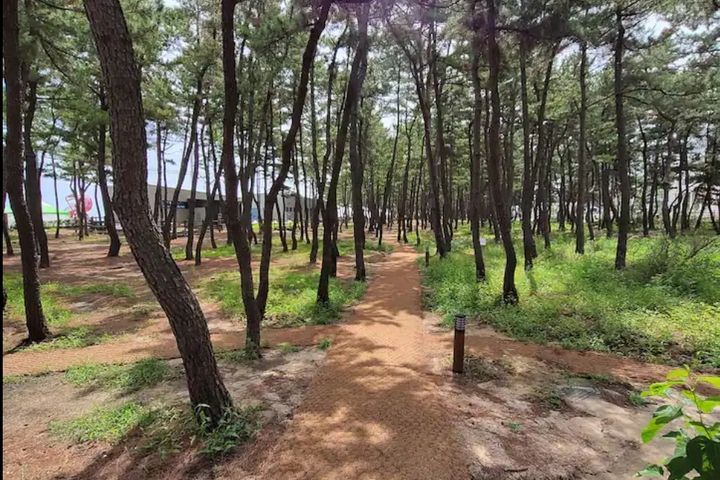Sokcho Beach Tree View 13th image