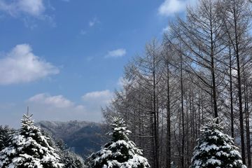 산정상 38평 숲속독채