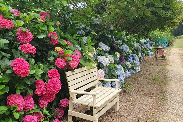 Seungbongdo Lime Garden (Sea View) 1th image