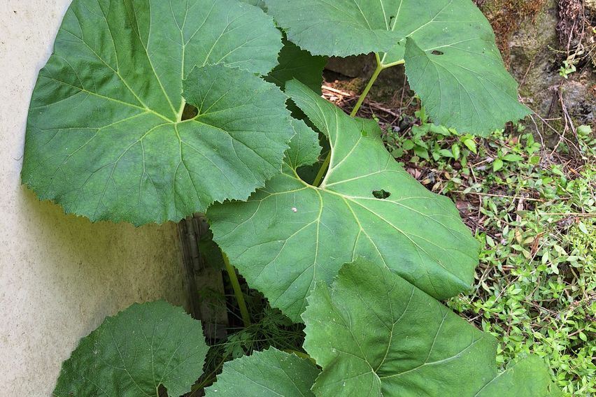 텃밭과 함께하는  힐링 13번째 이미지