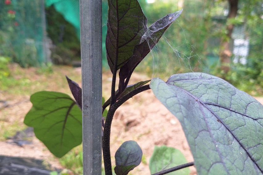 텃밭과 함께하는  힐링 14번째 이미지