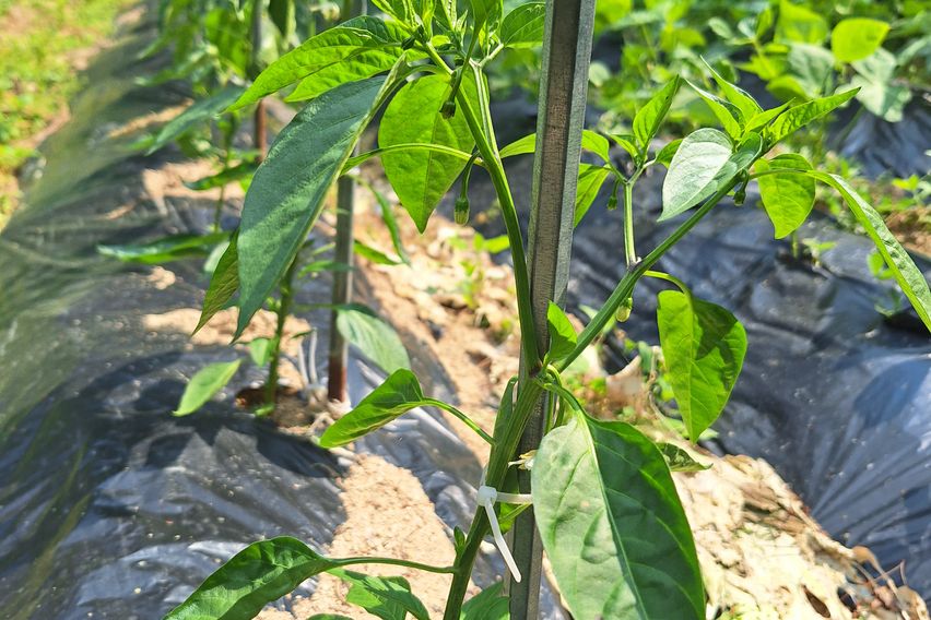 텃밭과 함께하는  힐링 15번째 이미지