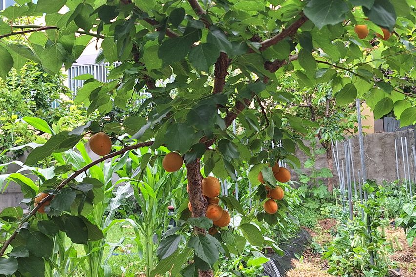 텃밭과 함께하는  힐링 18번째 이미지