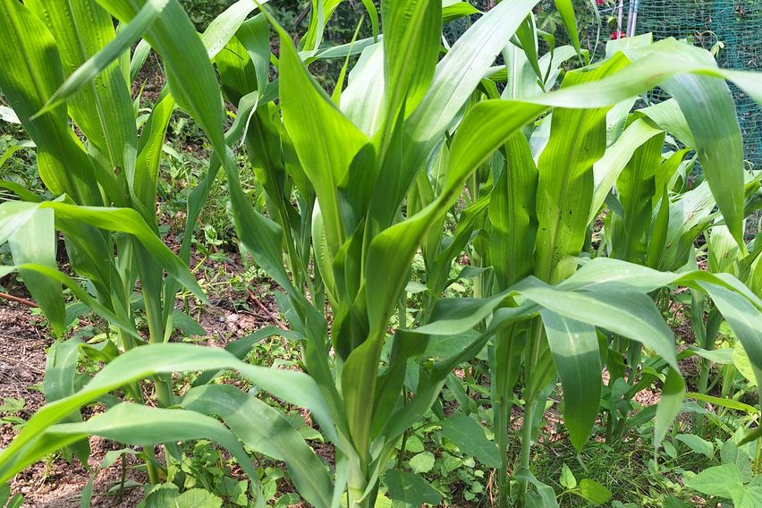 텃밭과 함께하는  힐링 17번째 이미지