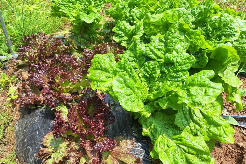 텃밭과 함께하는  힐링 16번째 이미지