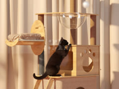 4th floor with a pet cat 11th image
