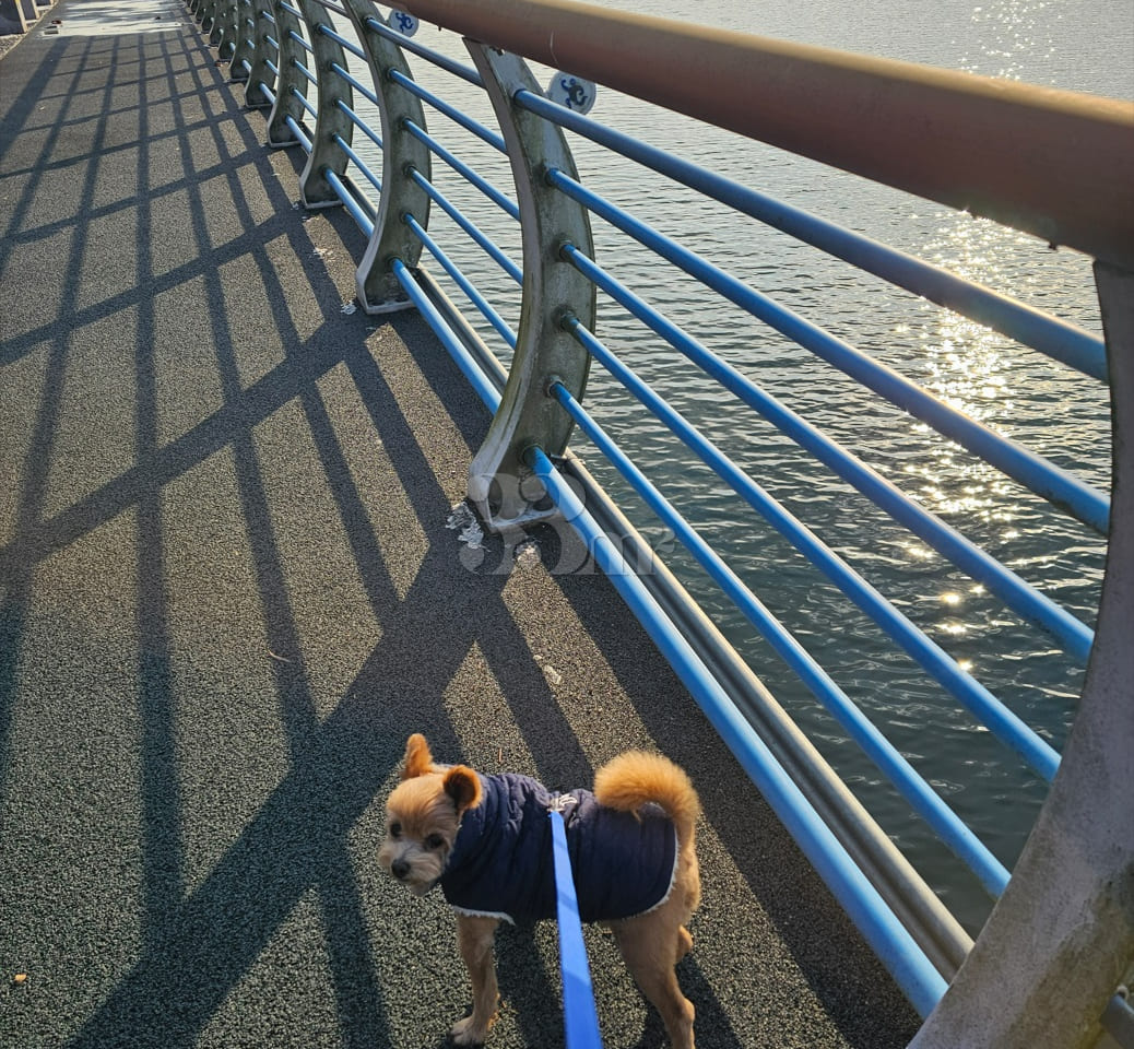 2nd floor with your dog 0th image